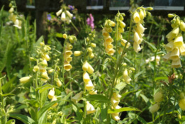 Digitalis grandifloraGroot vingerhoedskruid bestellen